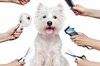 Salon Canin Mindy's