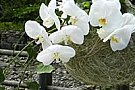 Floraria Iris - Atelier