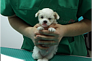 Flamingo Vet