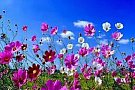 Parcul Lunca Florilor
