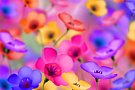 Tablou Flori