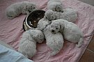 bichon frise