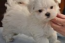 bichon maltese