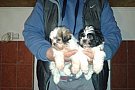 shih3 1 shih-tzu