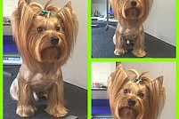 Salon frizerie canina