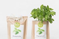 basil3-800x800 Sac de plante - Busuioc