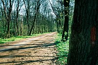 Padurea Baneasa