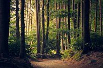 Poveştile Pădurii – Scurtă plimbare etnologică printre arbori