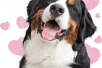 Cabinetul veterinar Almavet