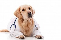 Cabinetul veterinar Tetravet