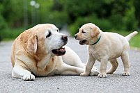 Vet Services