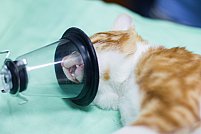 Anestezia inhalatorie veterinara Bucuresti
