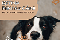 hrana-ieftina-caini Mancare ieftină pentru bănosul tău