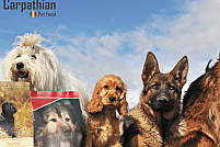 hrana-pentru-caini Mâncare pentru câini - Carpathians Pet Food