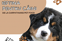 hrana-ieftina-caini Cauț'i hrană ieftină pentru câini?