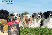 Distribuitor hrana caini - Carpathians Pet Food