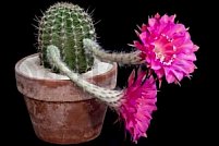 Floare de cactus