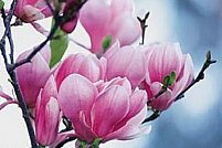 Floraria Magnolia