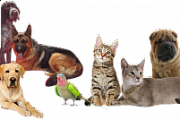 multivet-cluj-napoca Multivet