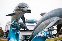 Delfinariu Constanta