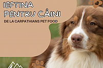 Hrană ieftină și de calitate pentru câinele tău