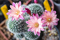 floare-de-cactus Floare de cactus