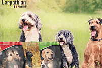 Distribuitor hrana animale - Hrana premium caini pret producator